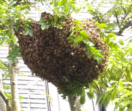 ミツバチ分蜂駆除植木
